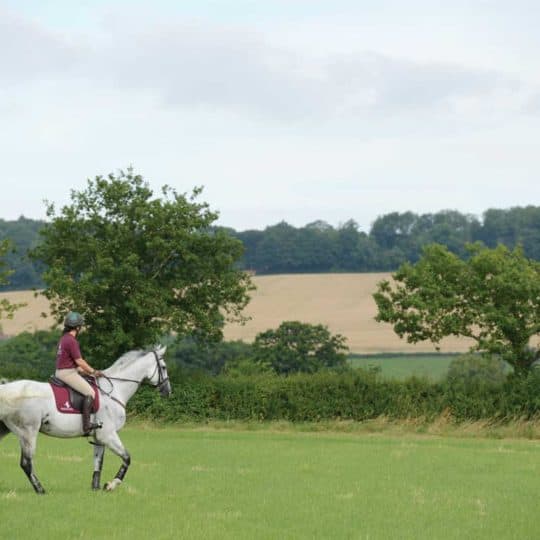 Ex-racehorse (Clare Poole)