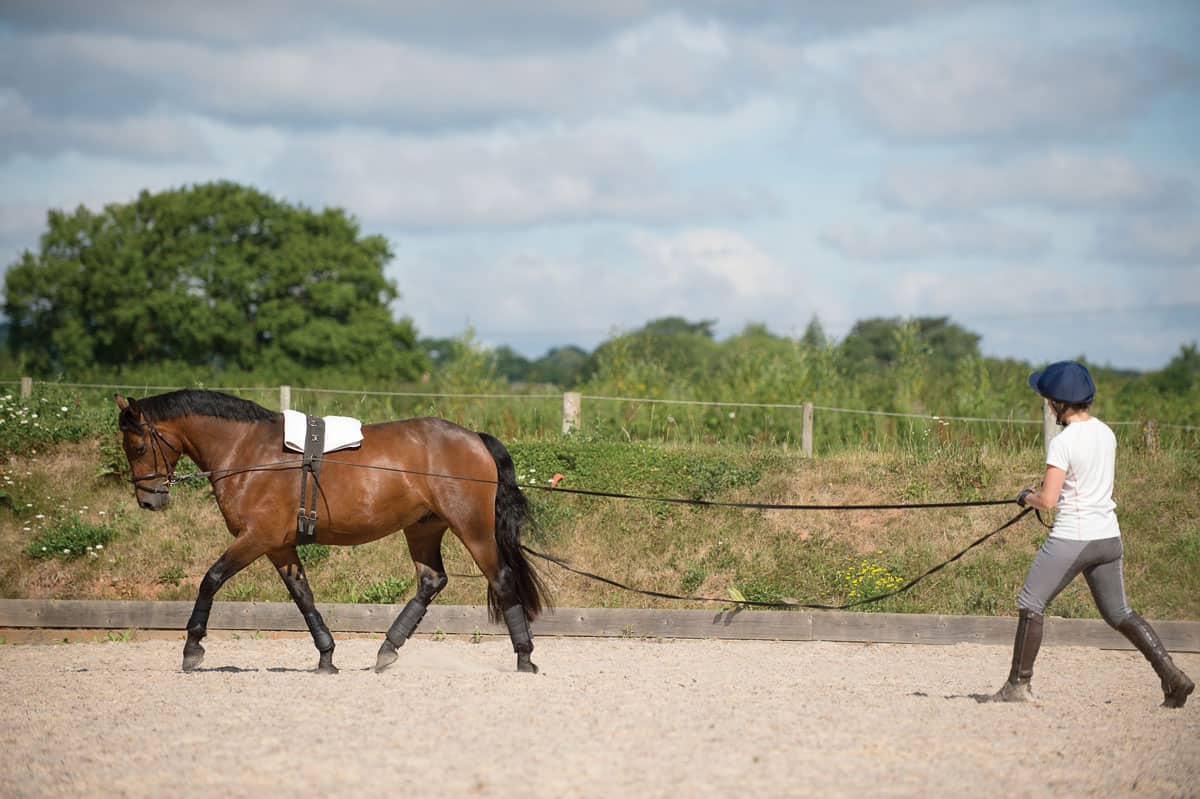 Good groundwork with long-reining