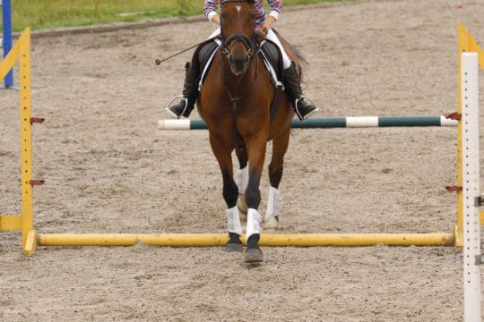 Horse altering its striding between poles to lengthen stride