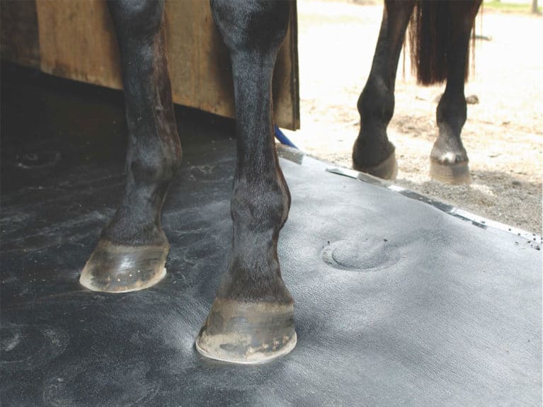 Horse's legs
