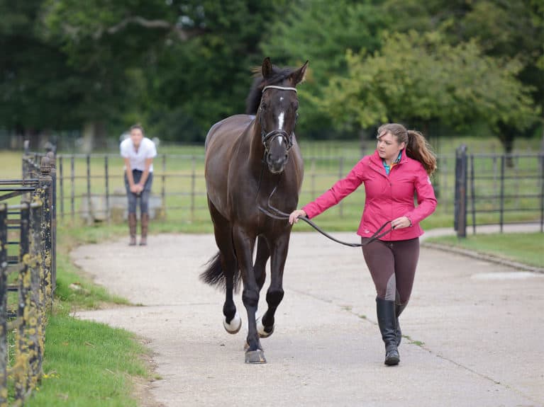 new horse being trotted up