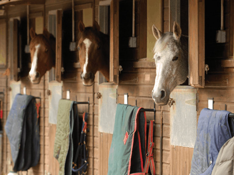 Types of horses at a livery yard