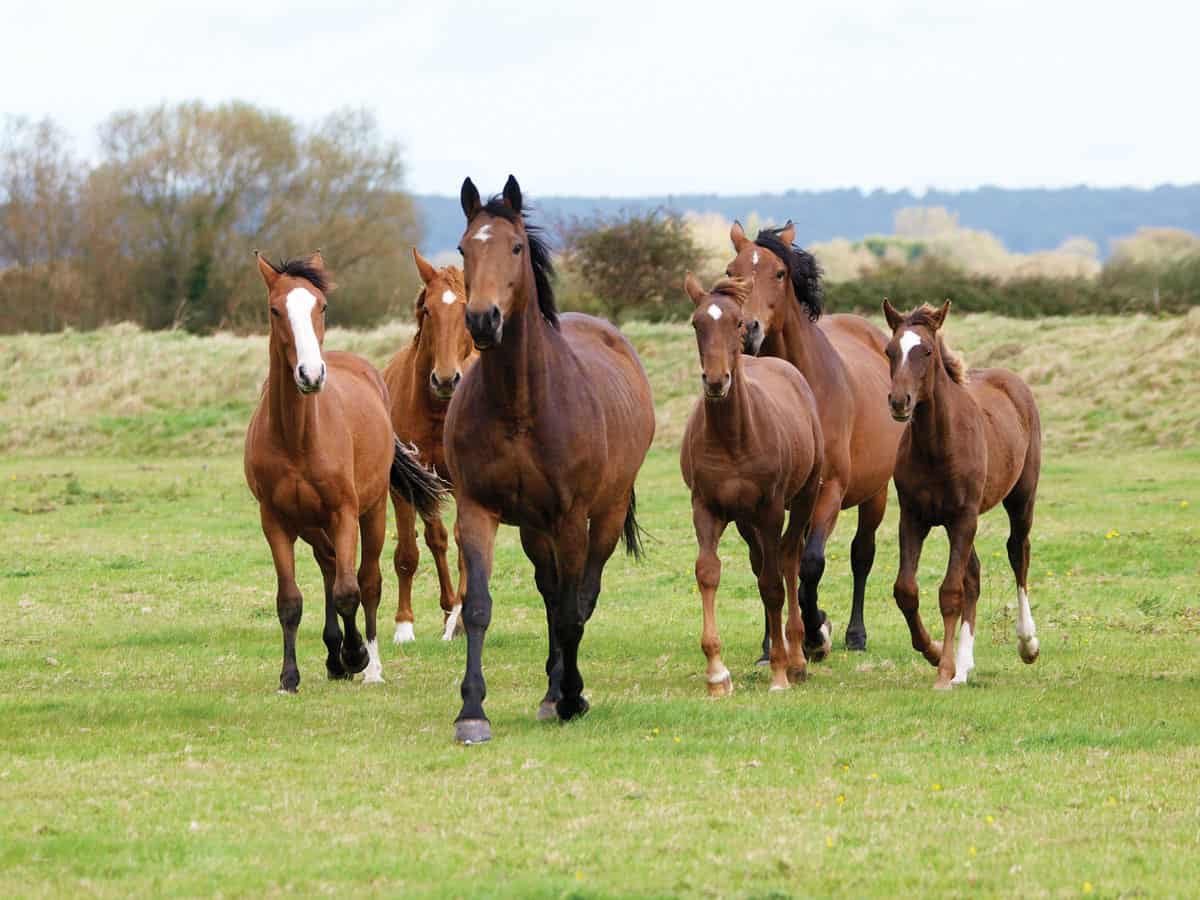 Do horses travel in herds