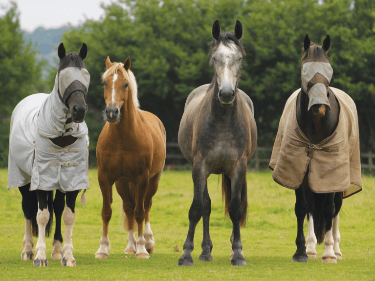 Barefoot horses