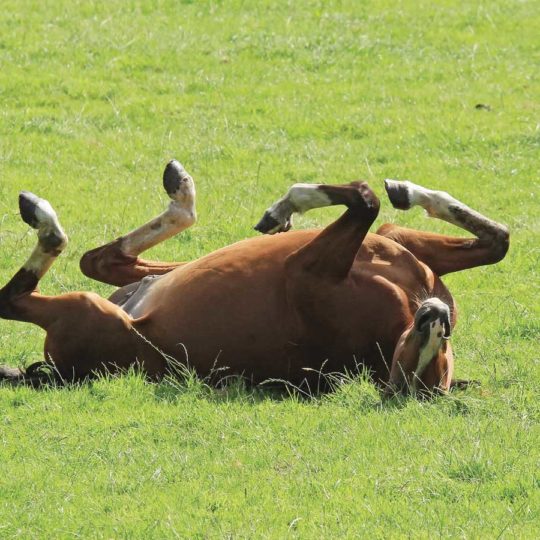 Horse rolling