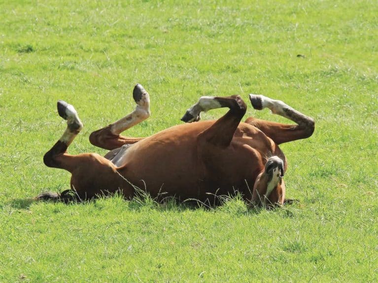 Horse rolling