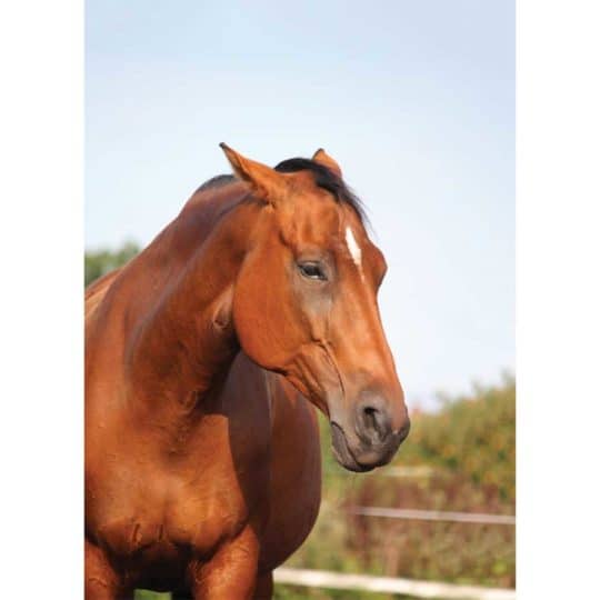 Horse showing signs of stress