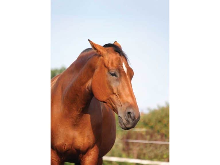 Horse showing signs of stress