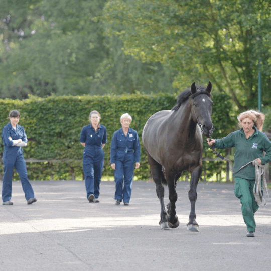 Horse being trotted up to be assessed for ligament damage