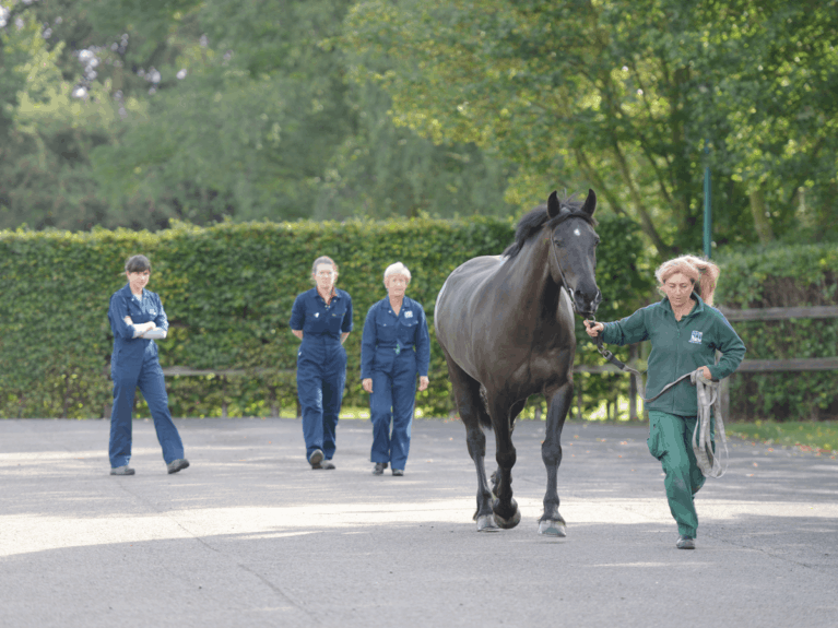 Horse being trotted up to be assessed for ligament damage