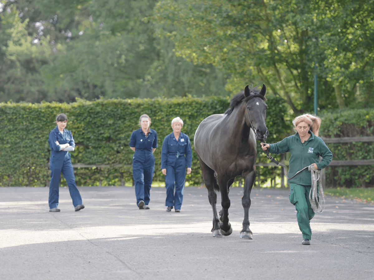 Horse Small Teen Sx Videos