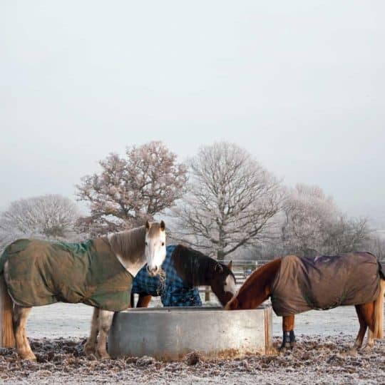 Horses grazing in winter