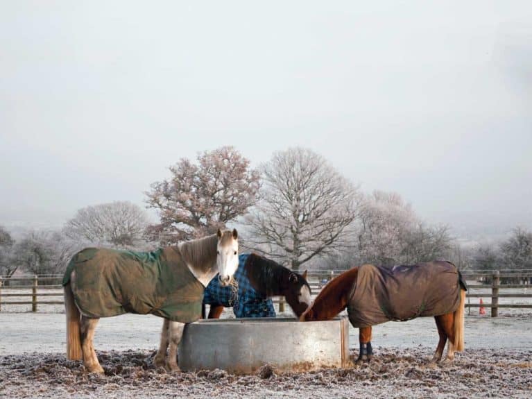 Horses grazing in winter