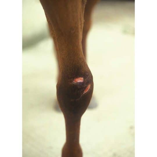Leg wound on horse