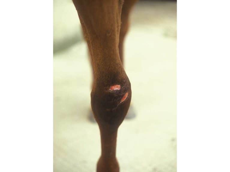 Leg wound on horse