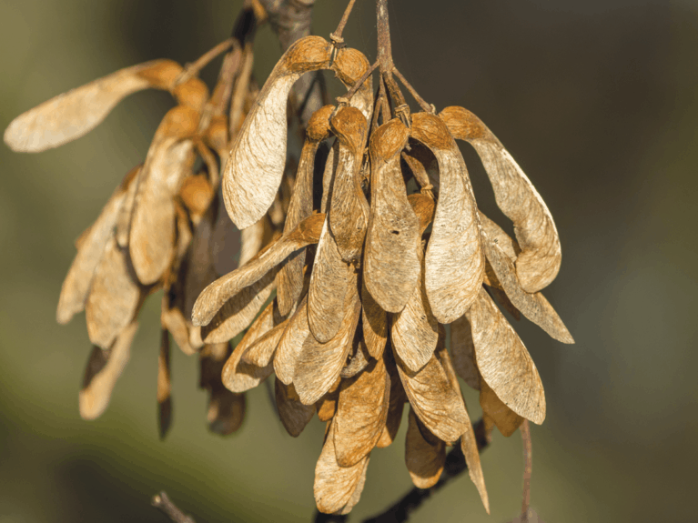 sycamore tree seedlings