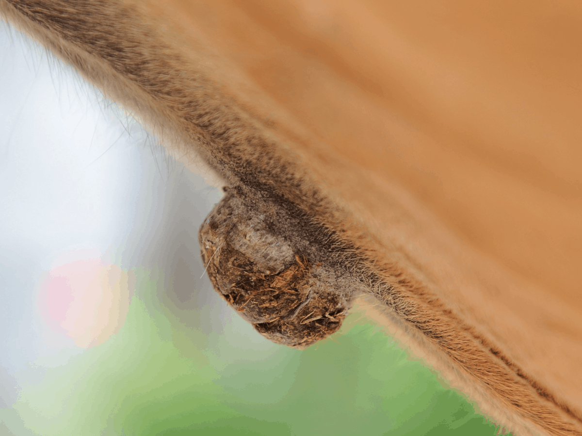 Can horses get skin cancer
