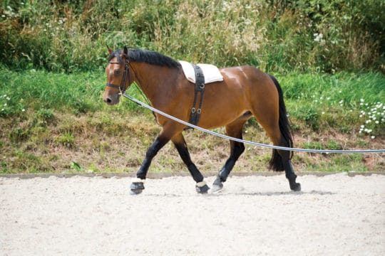 Horse being lunged