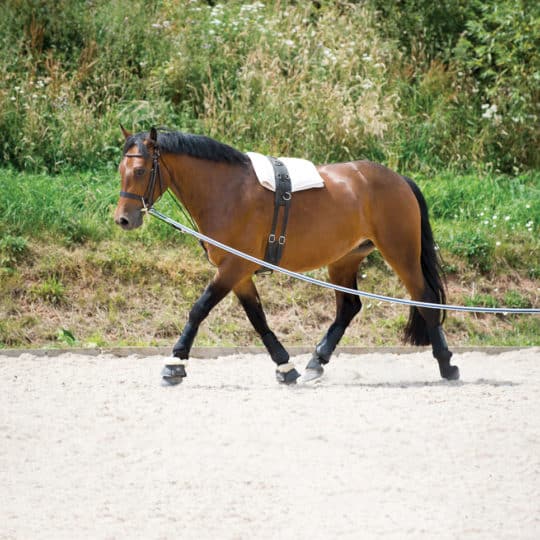 Horse being lunged