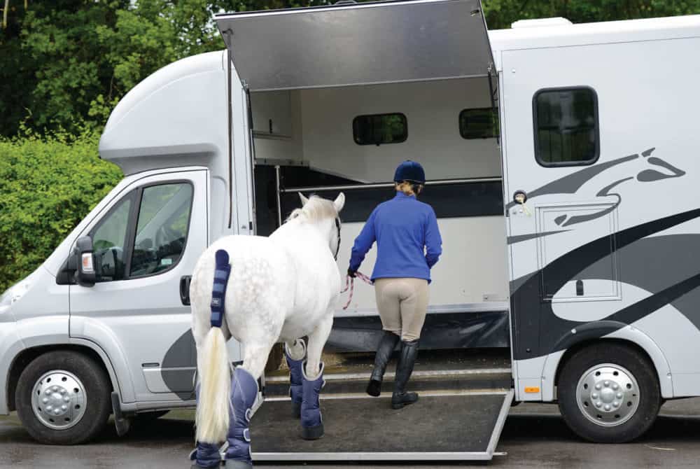 Horse being loaded into a 3.5t horse box