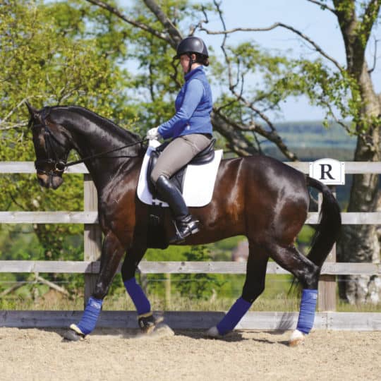 Horse completing a rein-back movement