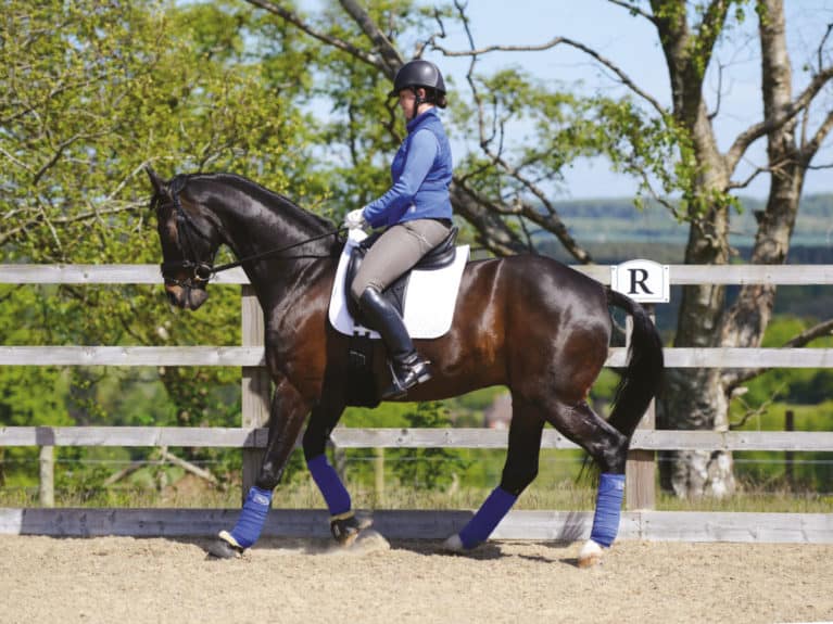 Horse completing a rein-back movement