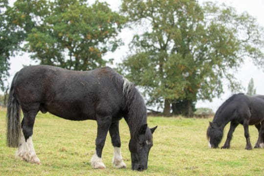 Retired ponies grazing in field