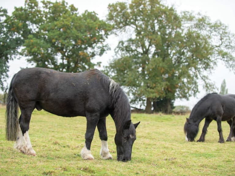 Retired ponies grazing in field