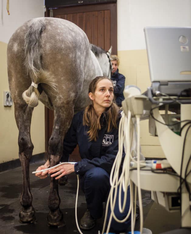 Horse having ultrascan for tendon injury