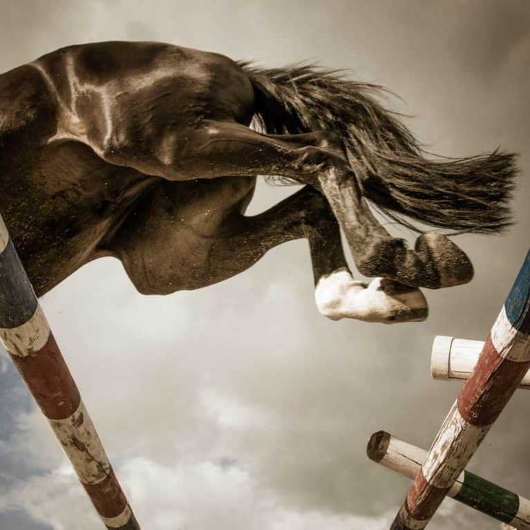 Horse jumping