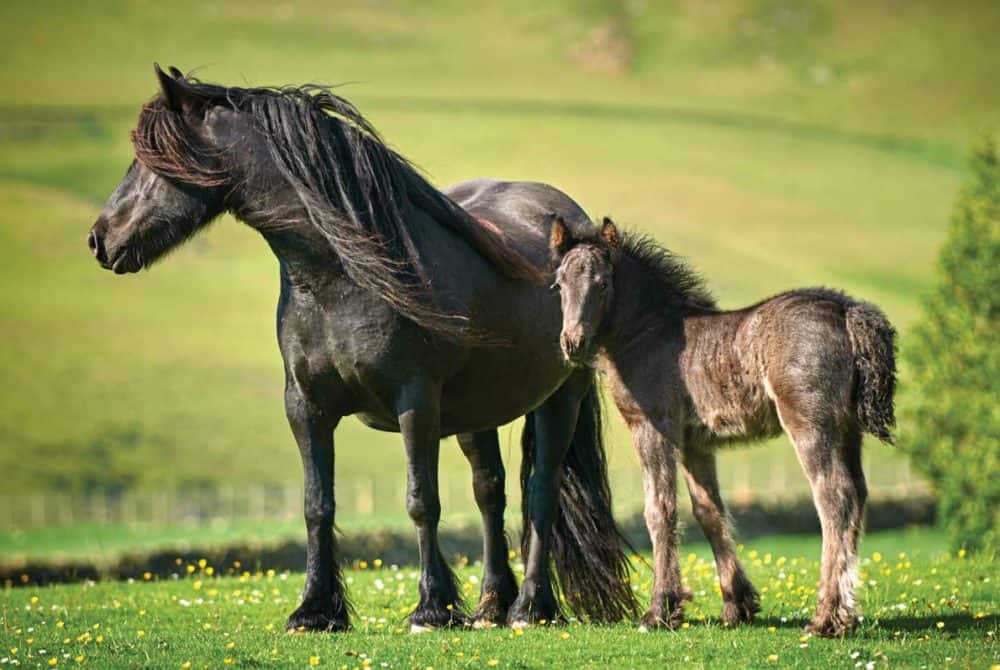Fell mare and foal