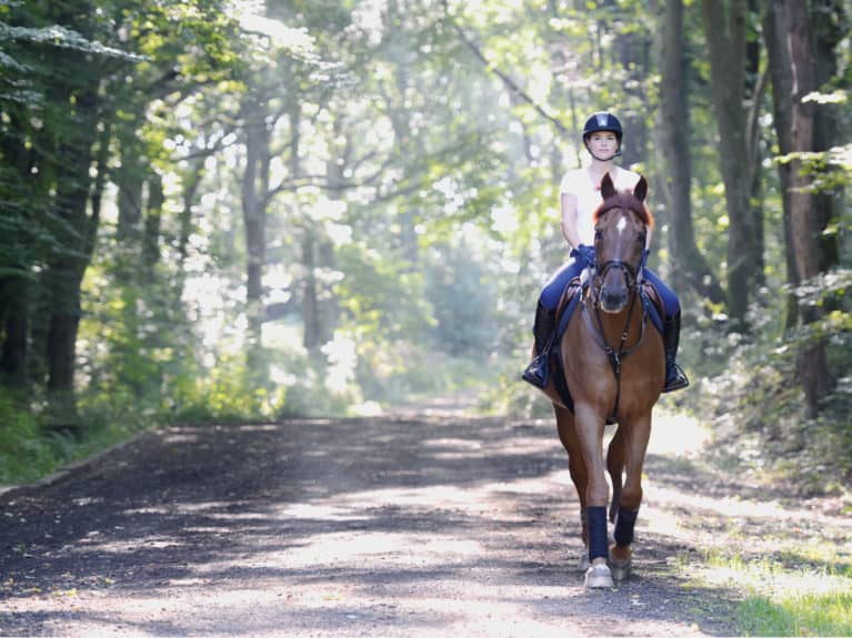 Hacking horse in the summer