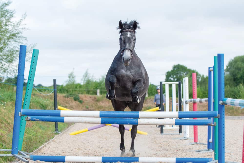 Horse loose jumping