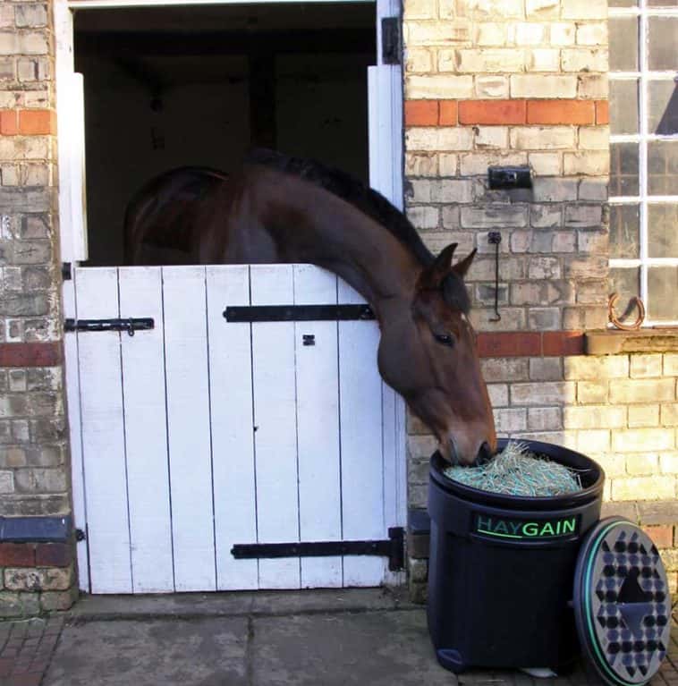 steaming stabled horse's hay