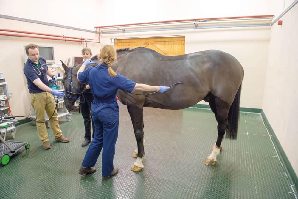 A horse being prepped to be scoped for gastric ulcers