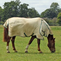 horse grazing in summer paddock