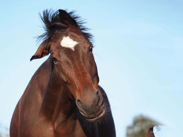 Horse shaking his head