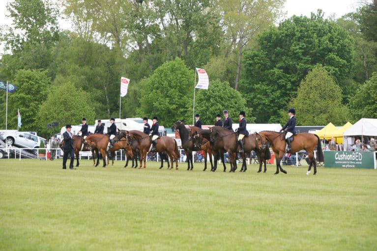 Horse showing line-up