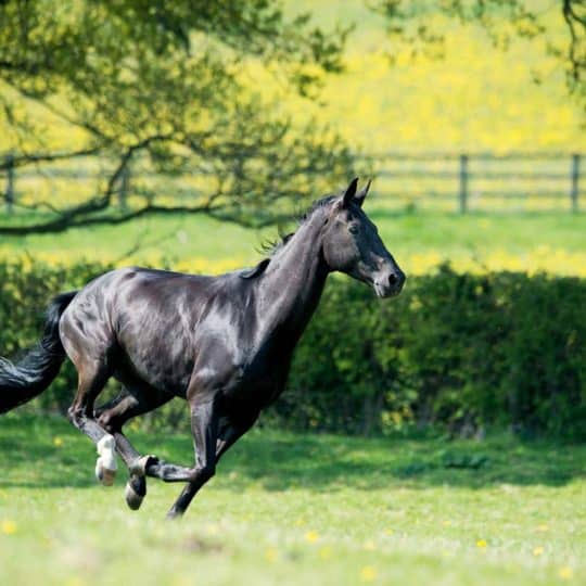 Horse galloping through field