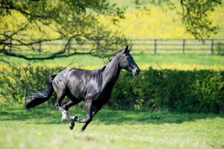 Horse galloping through field