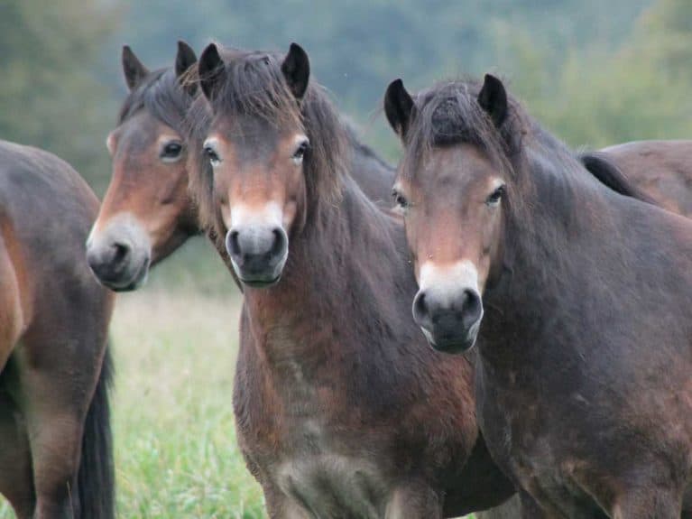 Exmoor ponies, British native pony breed