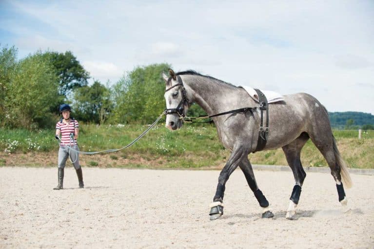 Lungeing a horse