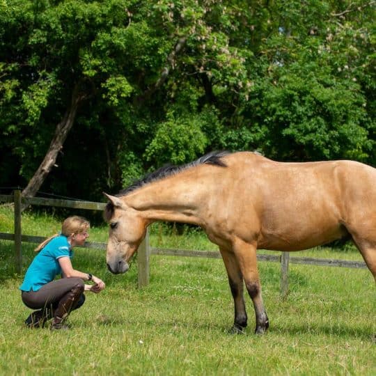 The latest coronavirus update for equestrians 