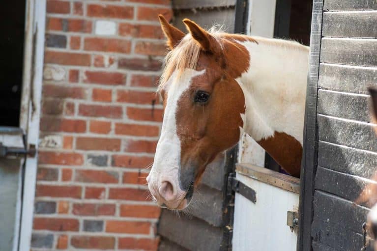 Horse with its head over the stable door