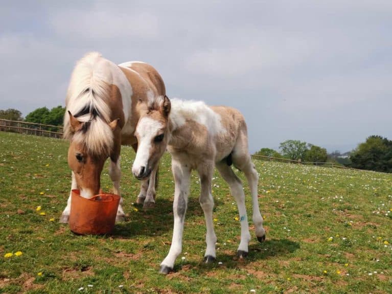 Lotte and her foal at the Mare and Foal Sanctuary