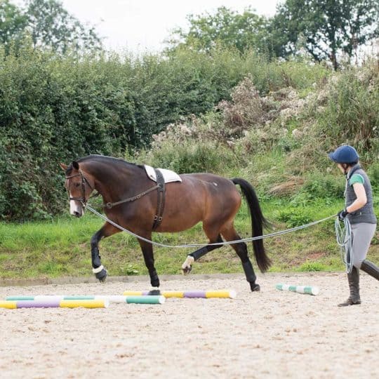 Lungeing exercises for your horse
