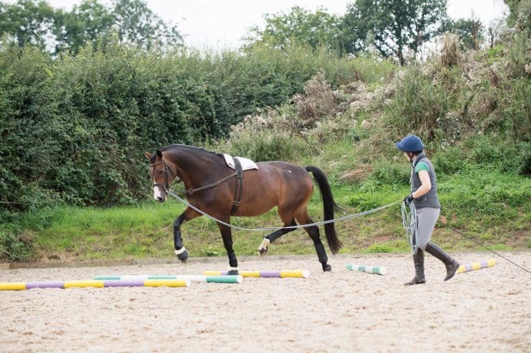 8 metre Rhinegold Carnival Lunge Rein line horse pony exercise 