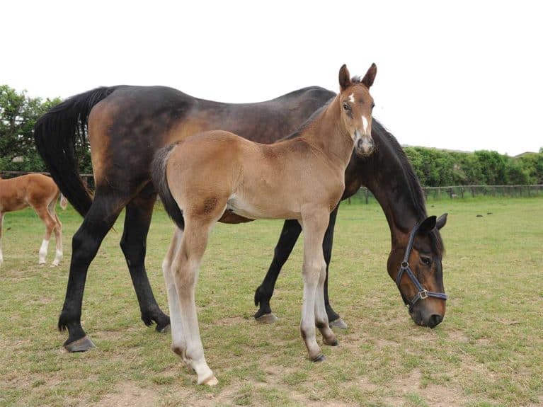 Mare and foal at a stud