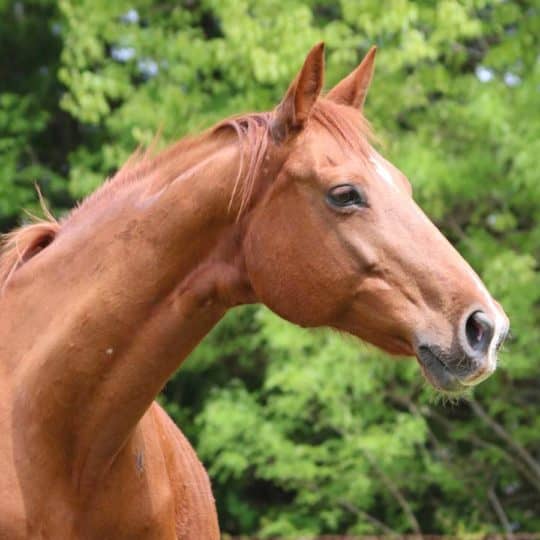 Warmblood horse