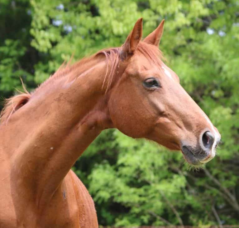 Warmblood horse